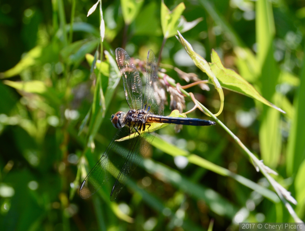 The Dragon Fly that stayed still by Cheryl Picard