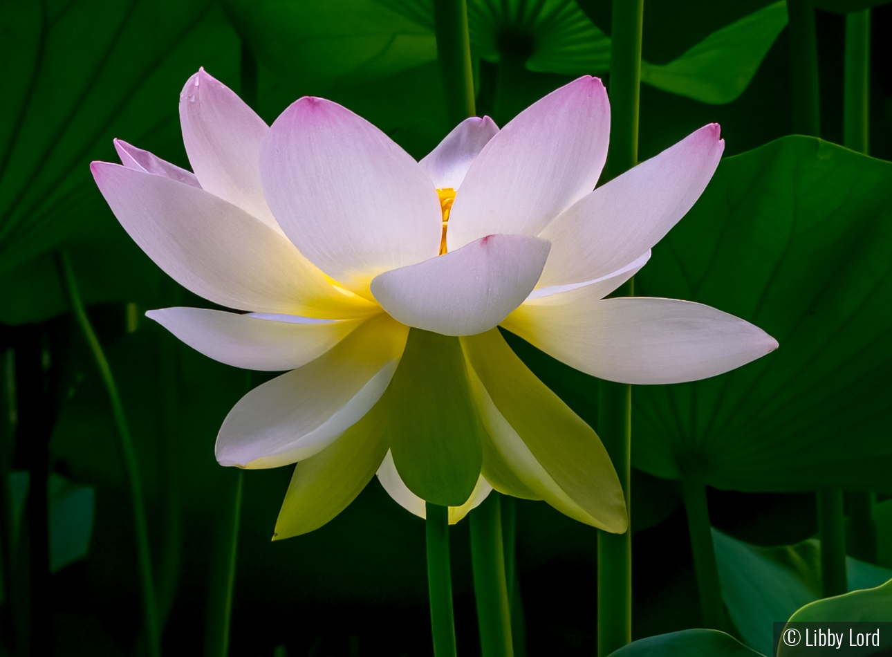 The Glow of a Lotus by Libby Lord