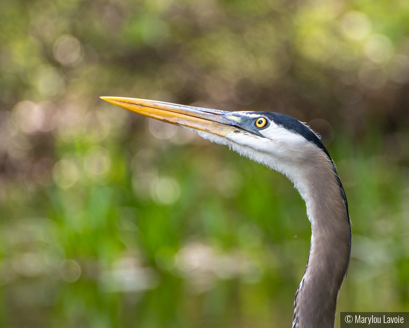 The Heron Ponders by Marylou Lavoie