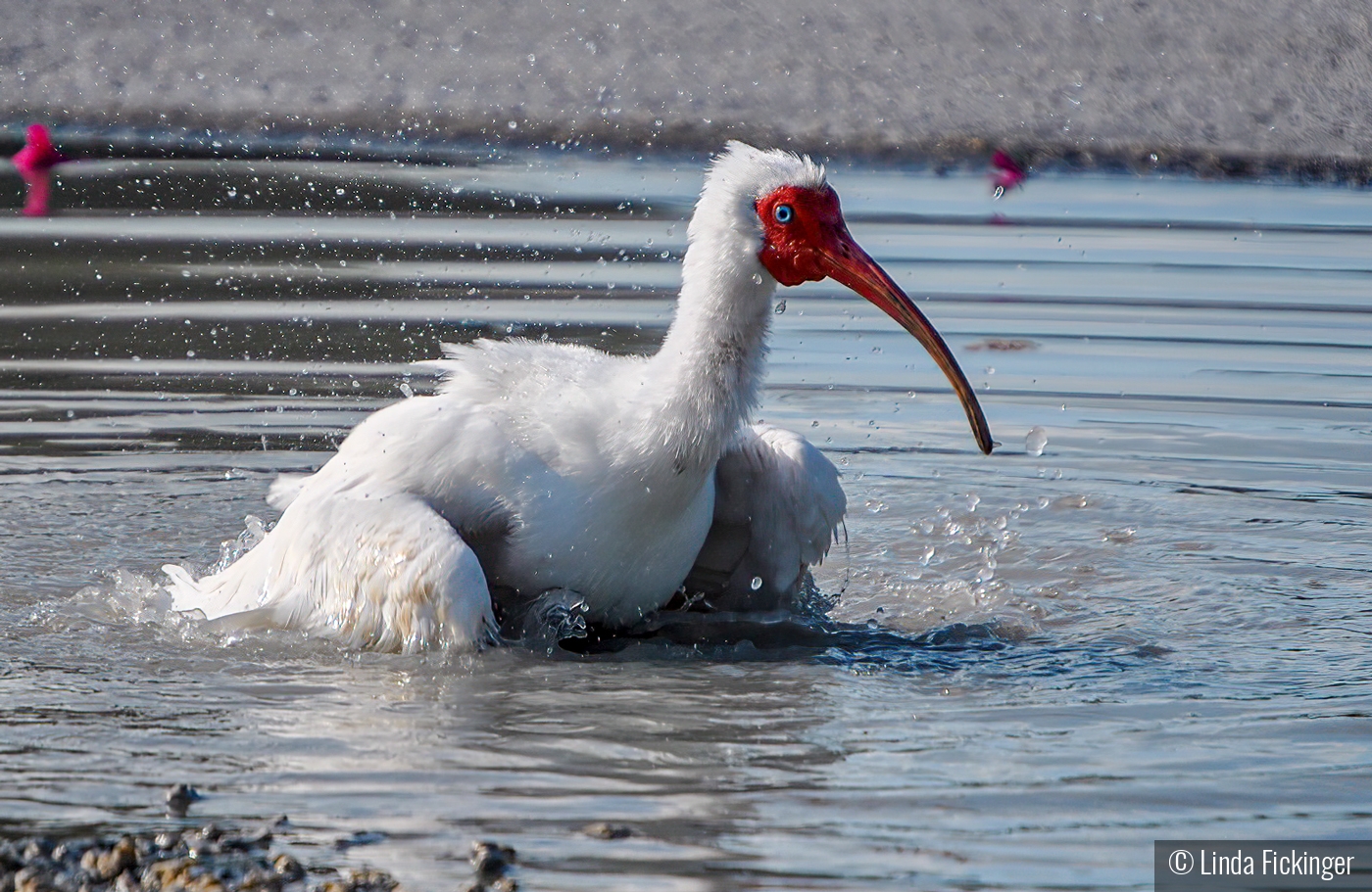 The Ibis and the Mud Puddle by Linda Fickinger