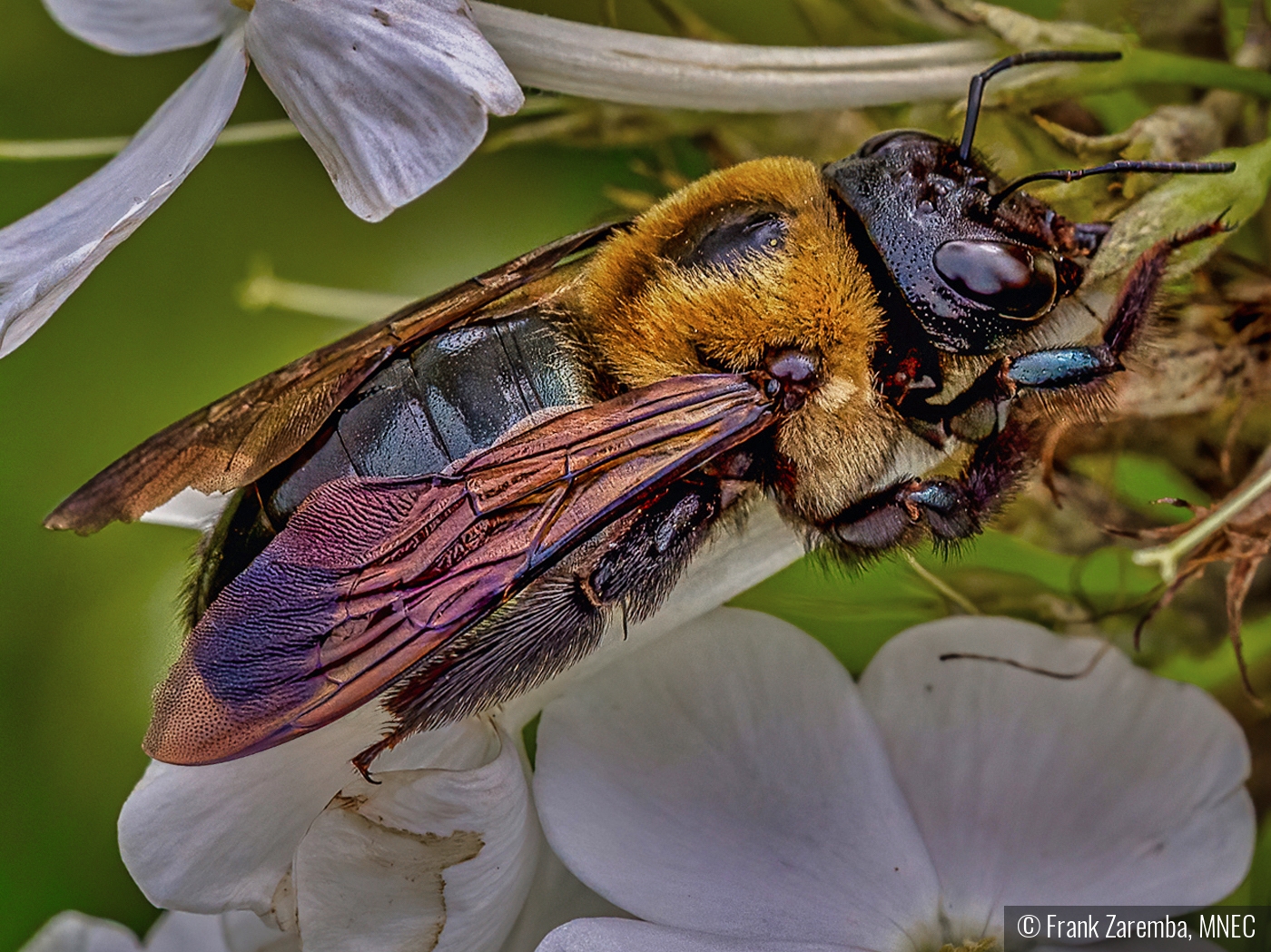 The Pollinator by Frank Zaremba, MNEC