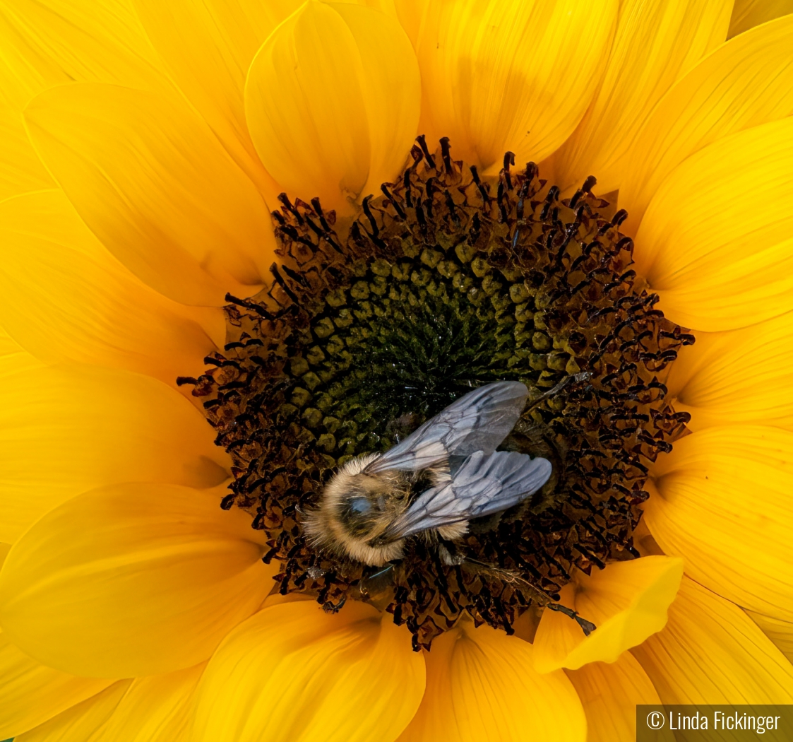 The Pollinator by Linda Fickinger