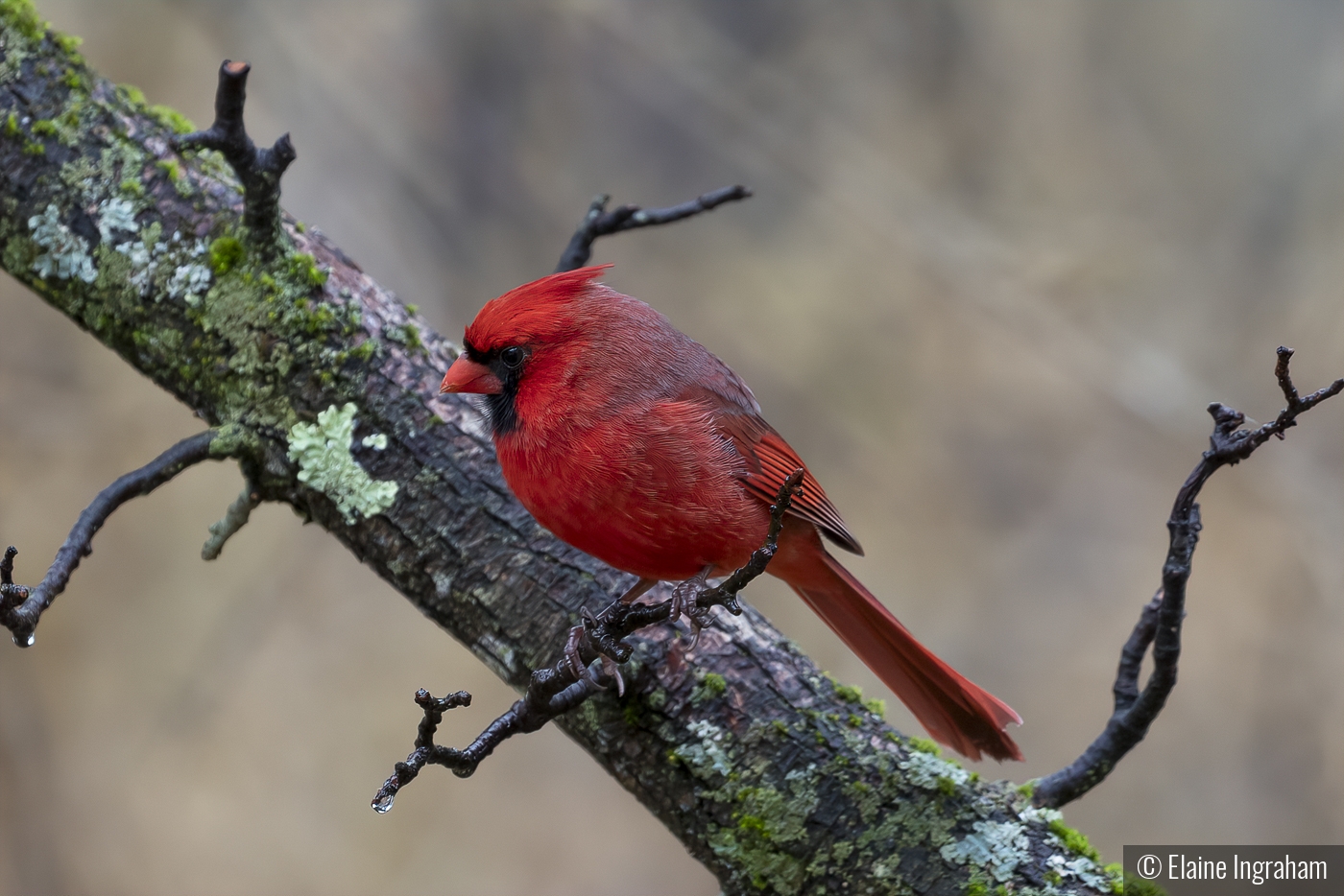 The Redbird by Elaine Ingraham
