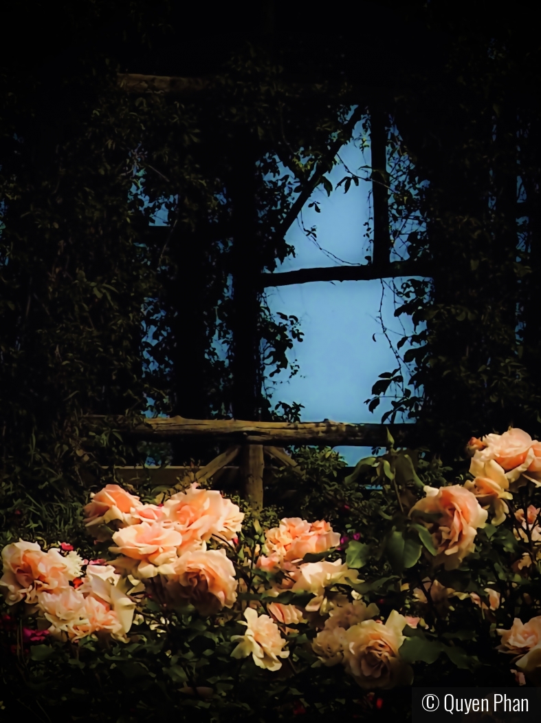 The Rose Garden by Quyen Phan