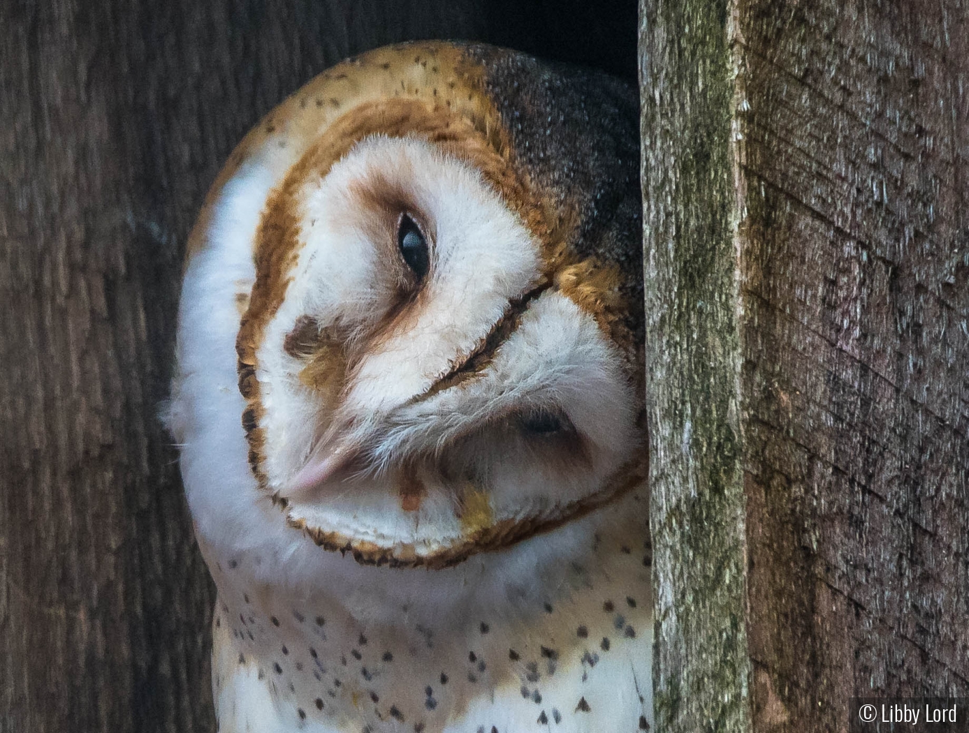 The Sweetness of a Barn Owl by Libby Lord