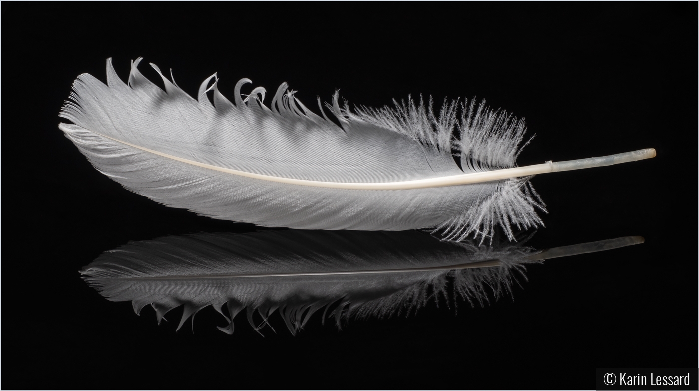The White Feather by Karin Lessard