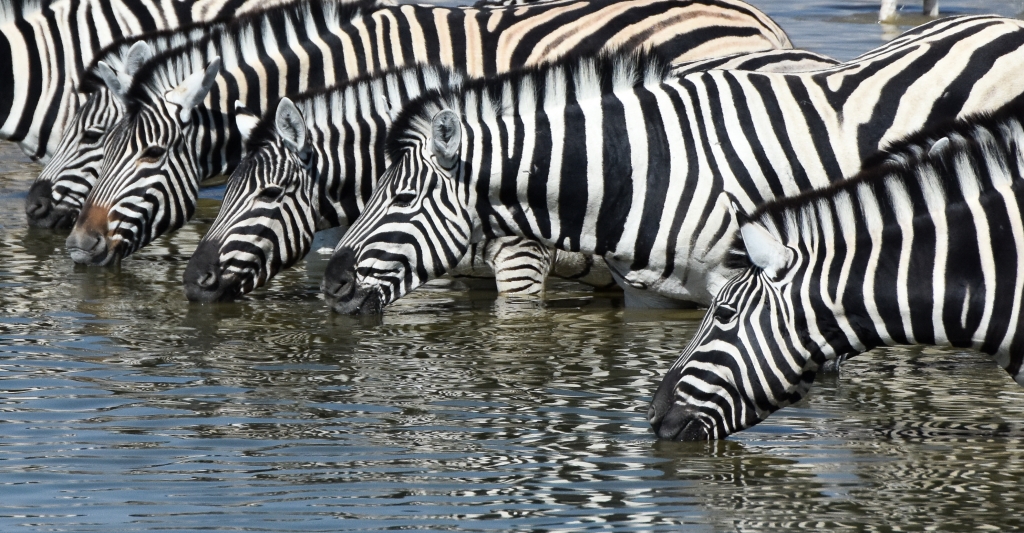 Thirsty Zebras by Susan Case