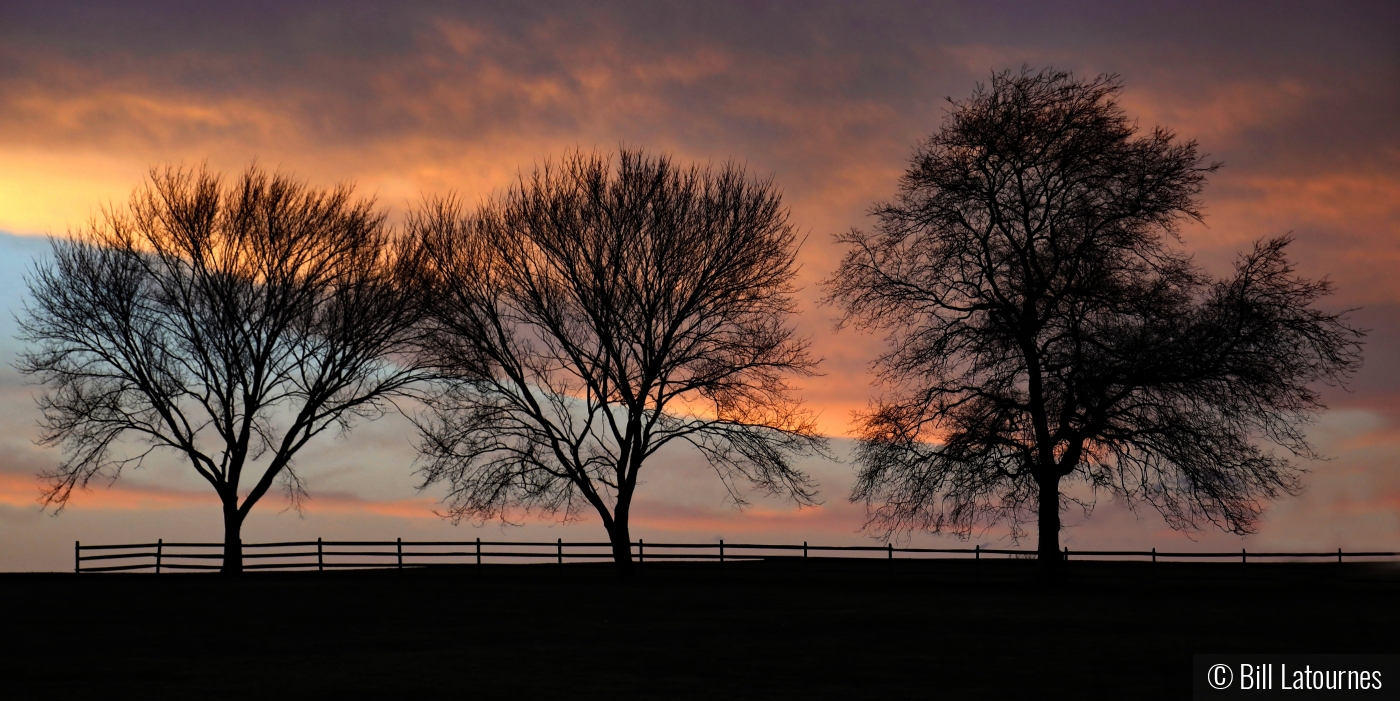 Three Trees At Sunset by Bill Latournes