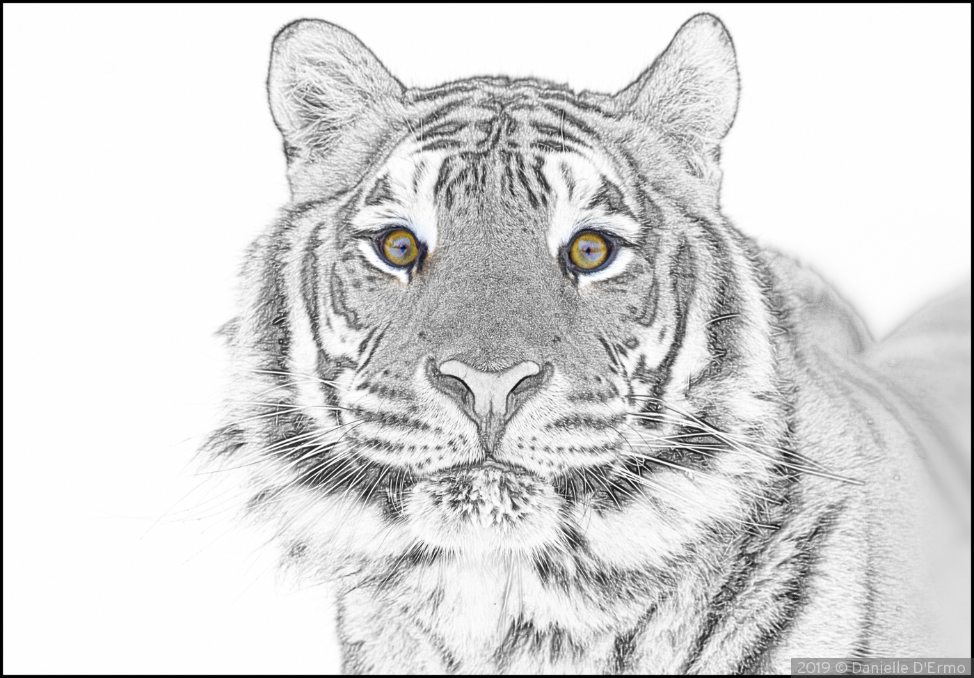 Tiger Portrait by Danielle D'Ermo