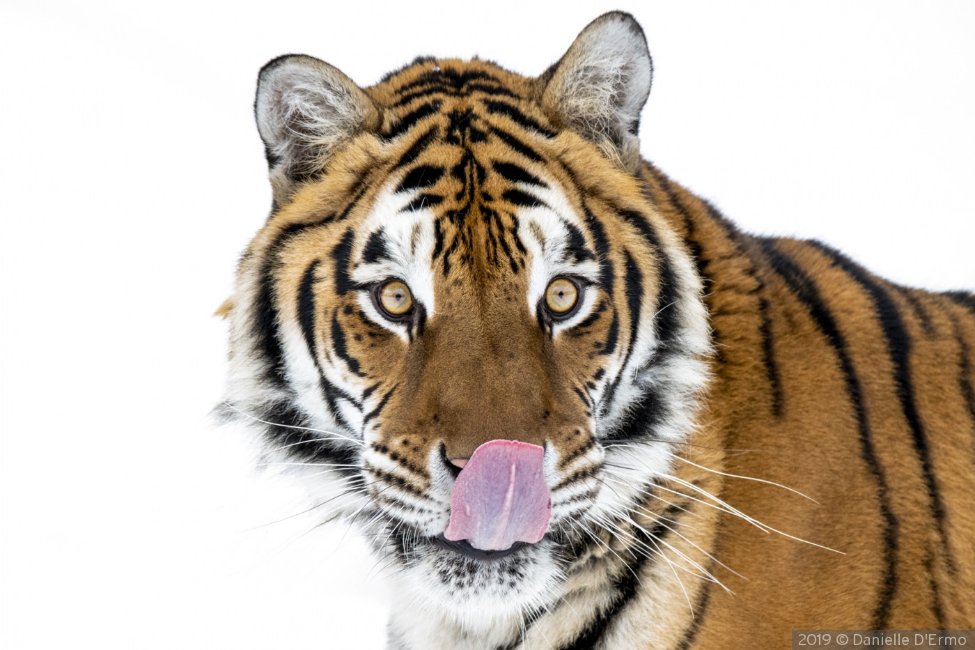 Tiger Portrait by Danielle D'Ermo