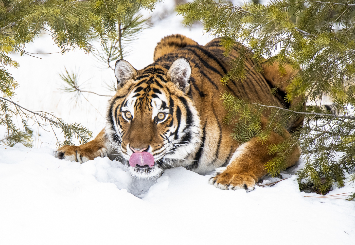 Tiger ready to pounce by Danielle D'Ermo