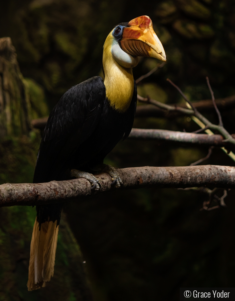 Toucan by Grace Yoder