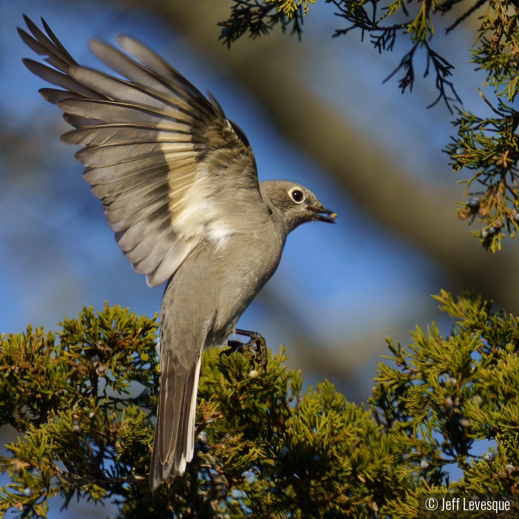 Townsend's Solitaire at Hammo by Jeff Levesque