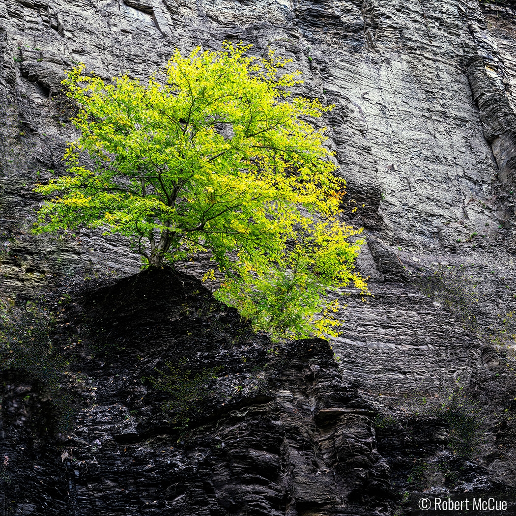 Tree at Taughannock Falls State Park by Robert McCue