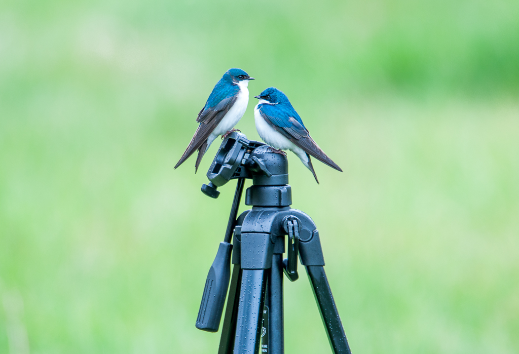 Tree Swallows - Can I rent your tripod ? by Aadarsh Gopalakrishna