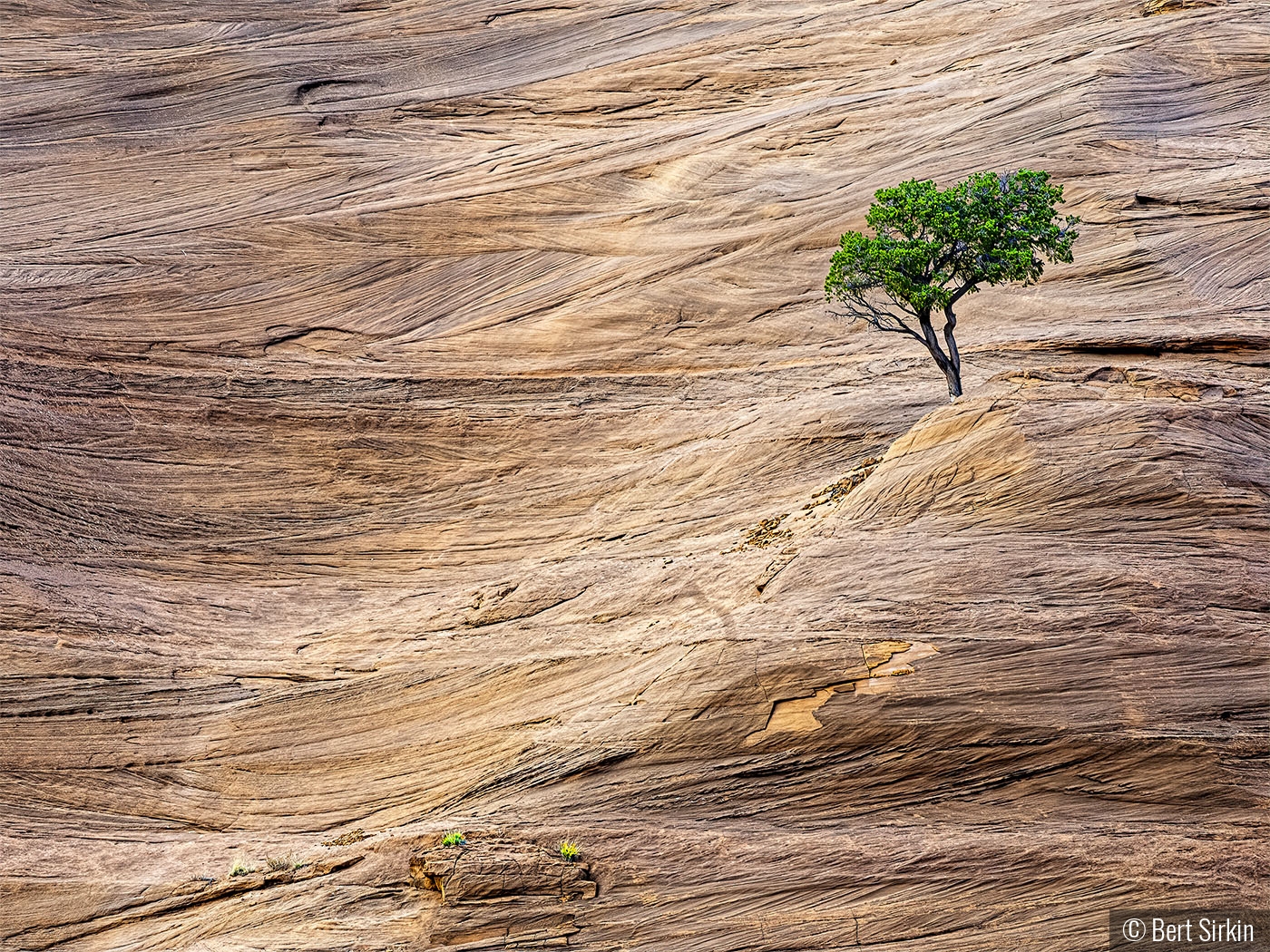 Tree with rock striations by Bert Sirkin