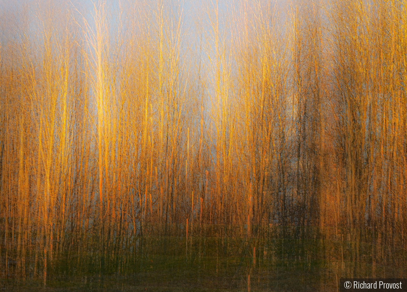 Trees in golden hour by Richard Provost