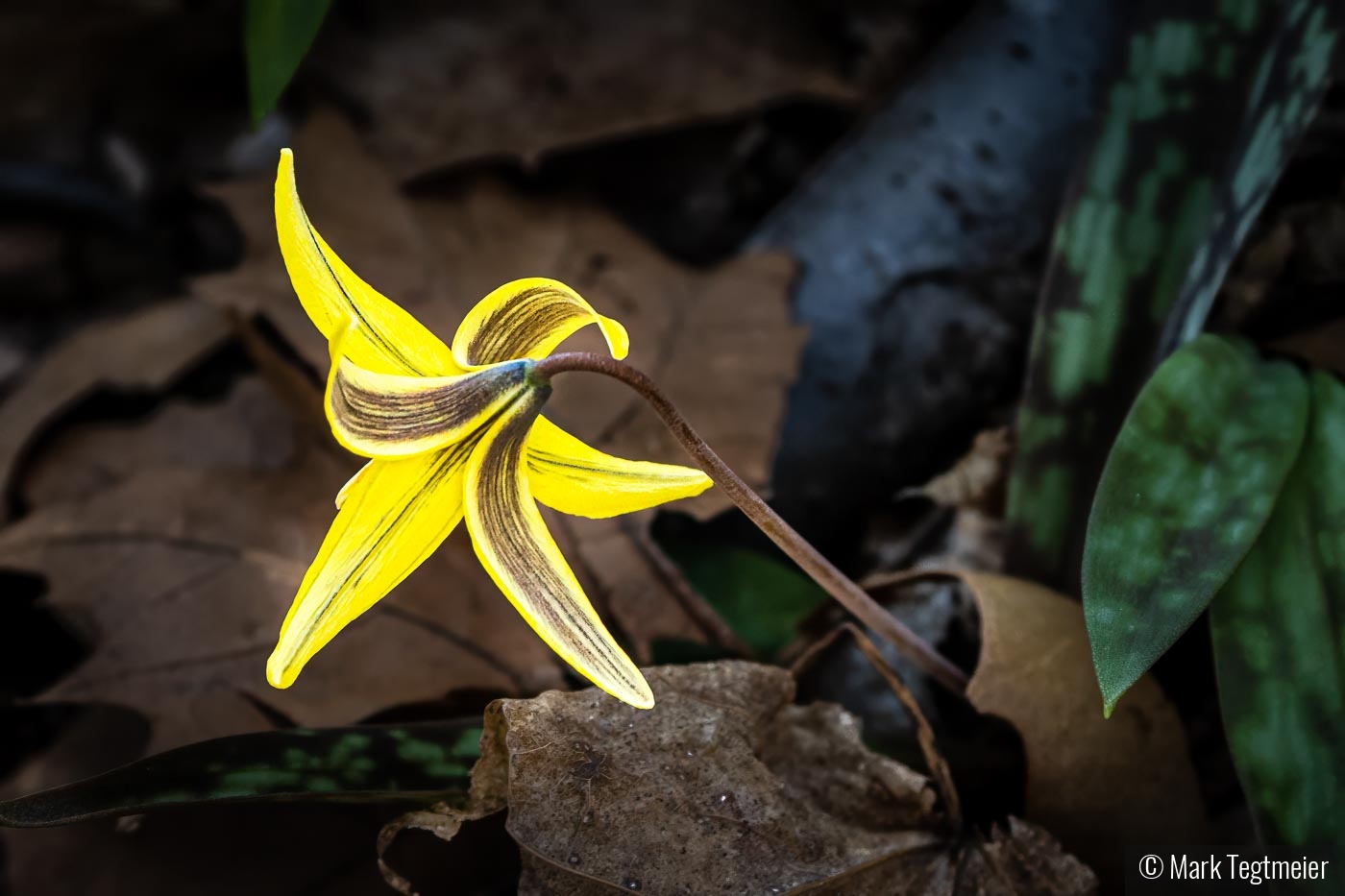 Trout Lily by Mark Tegtmeier