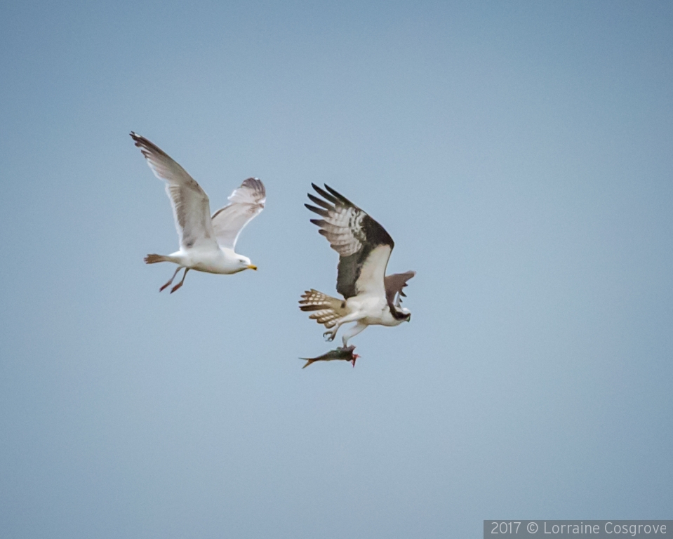Trying to Steal from an Osprey by Lorraine Cosgrove