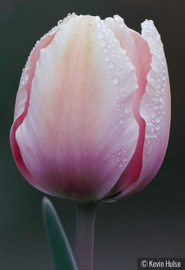 Tulip and Morning Dew by Kevin Hulse
