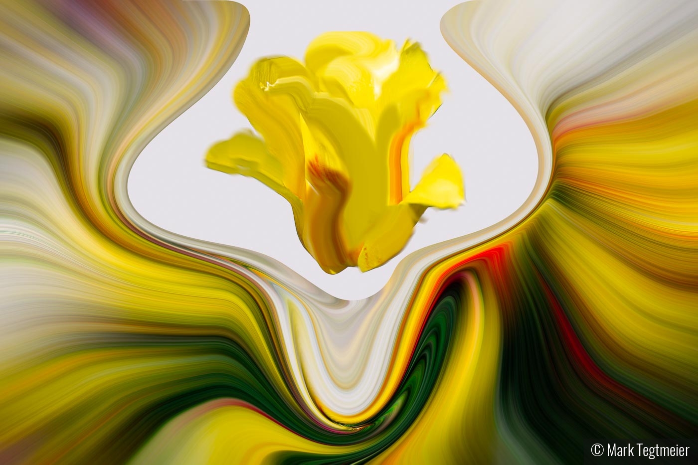 Tulip Cyclone by Mark Tegtmeier