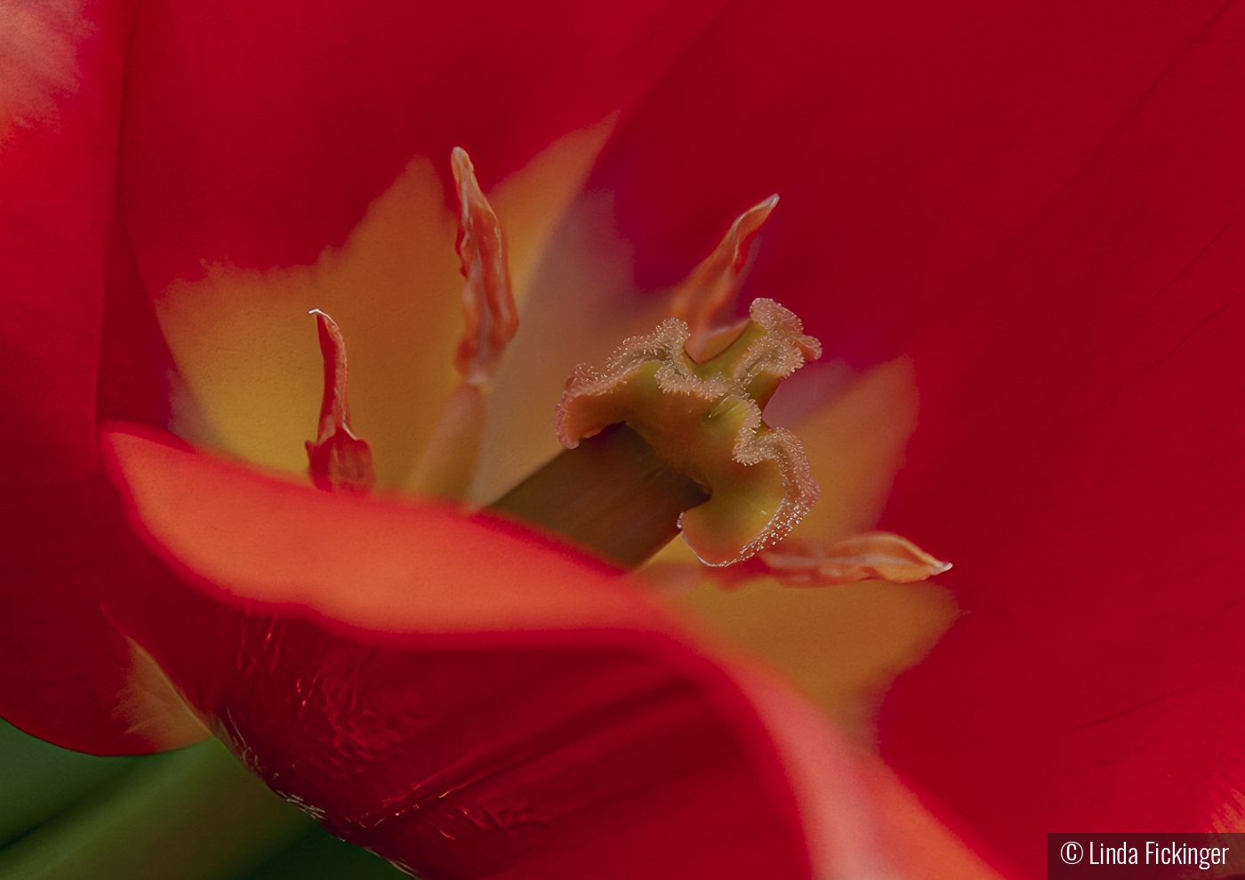Tulip Stigma by Linda Fickinger