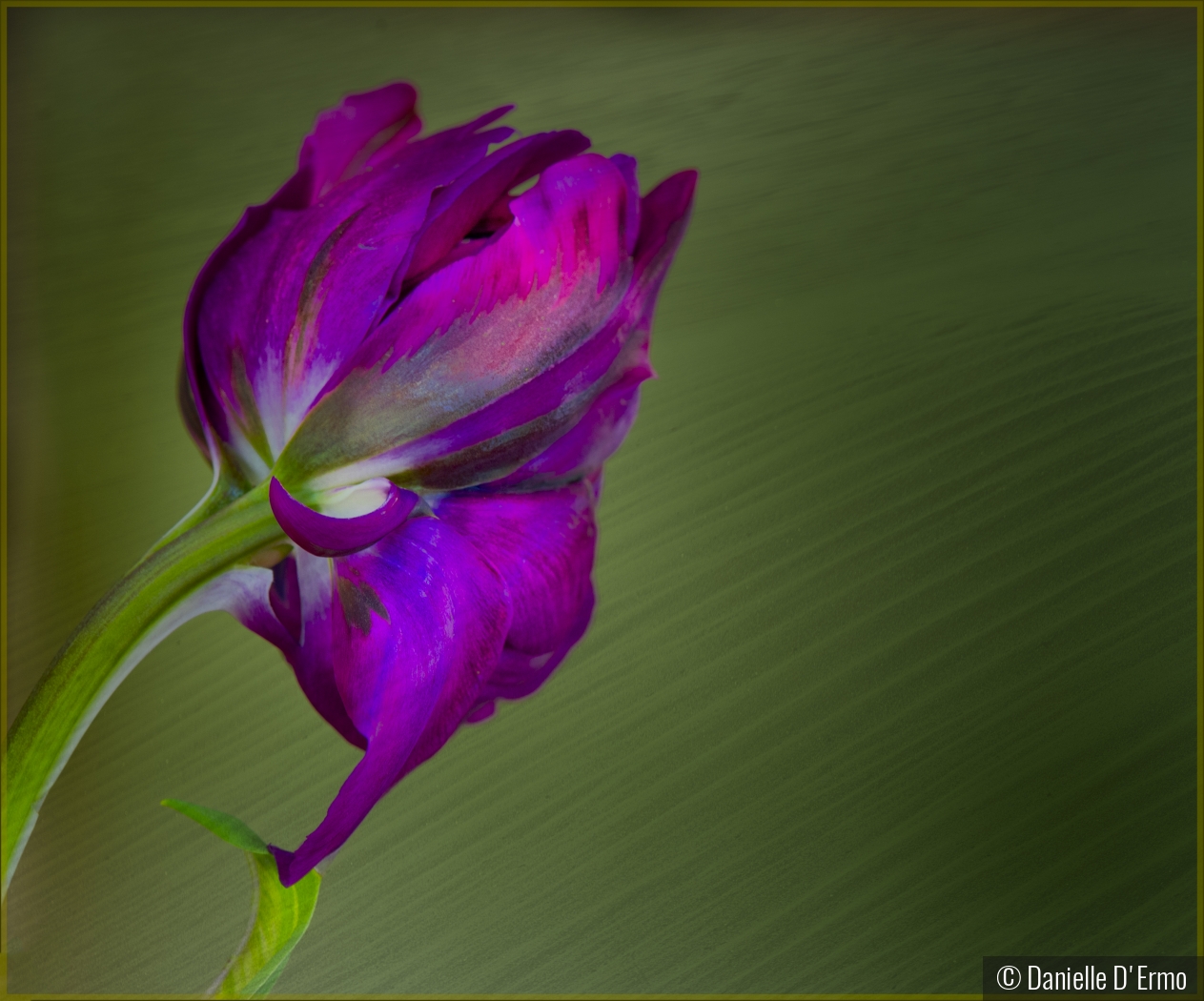 Tulip by Danielle D'Ermo