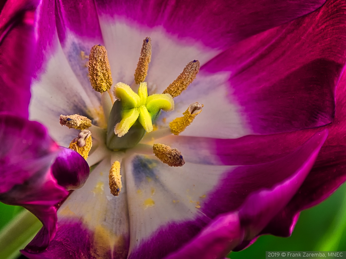 Tulip by Frank Zaremba, MNEC