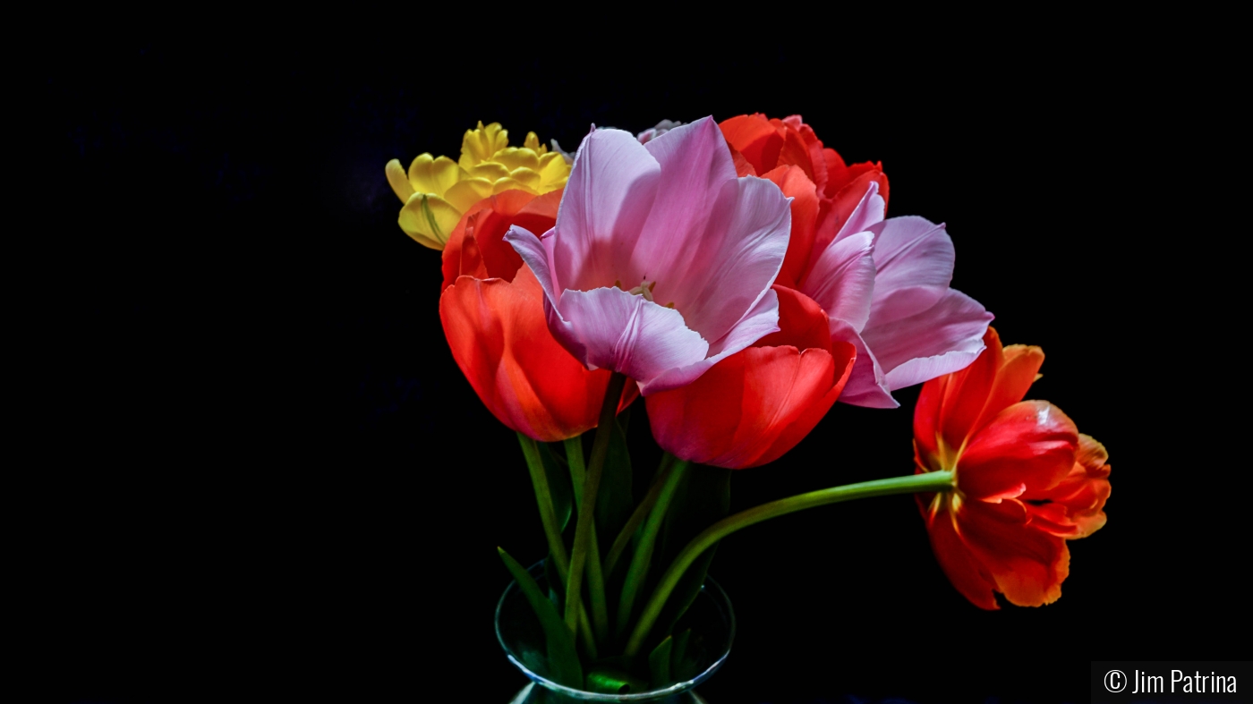 Tulips in Bloom by Jim Patrina