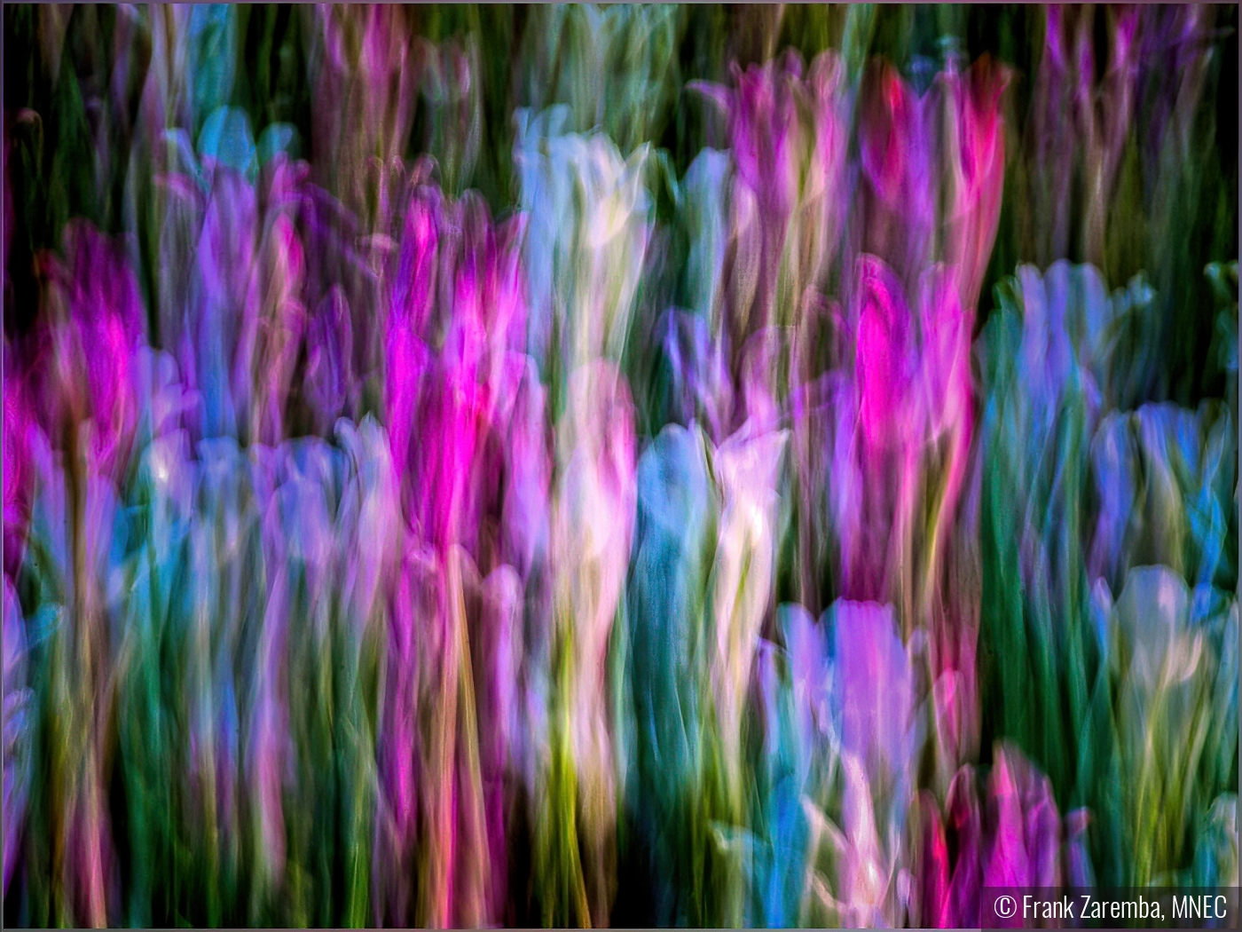 Tulips by Frank Zaremba, MNEC