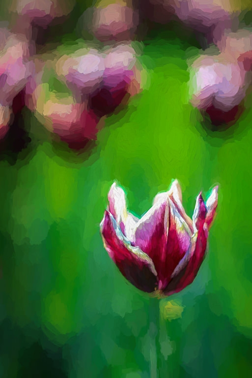 Tulips by John McGarry