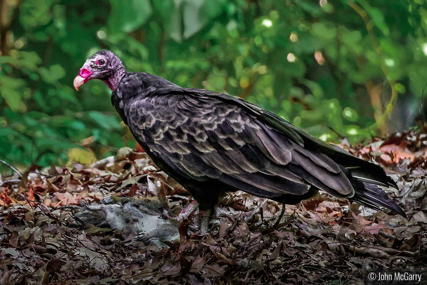 Turkey Vulture with Prey by John McGarry