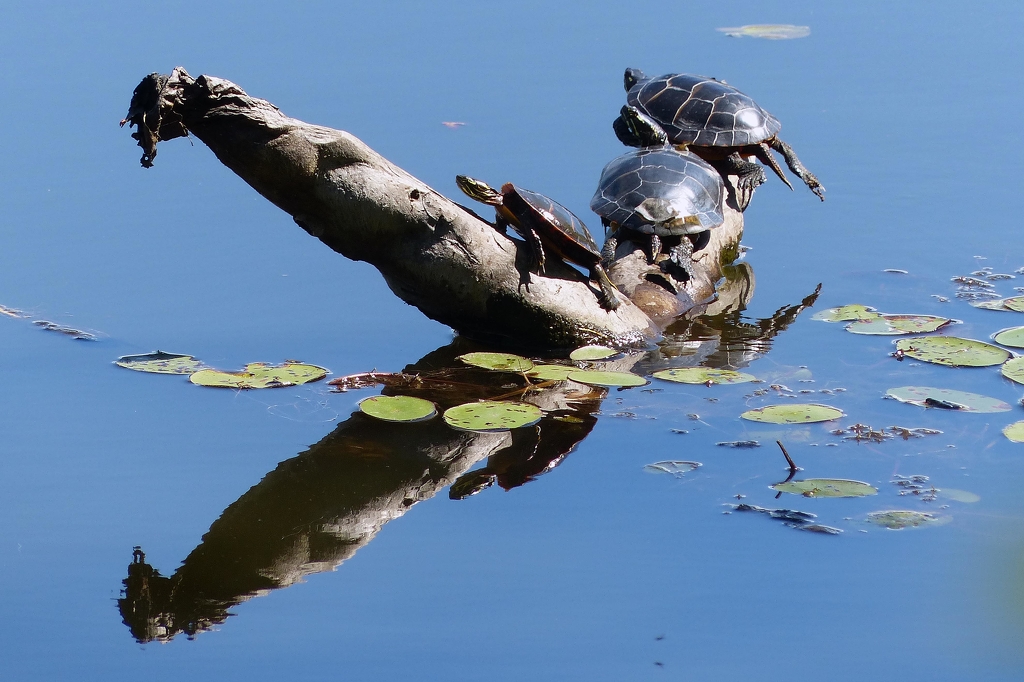 Turtles on Great Pond by Gil Kleiner