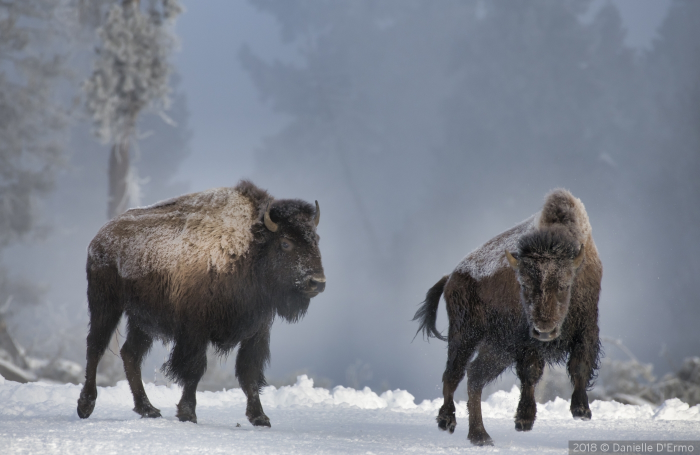 Two Bison on the The Run by Danielle D'Ermo