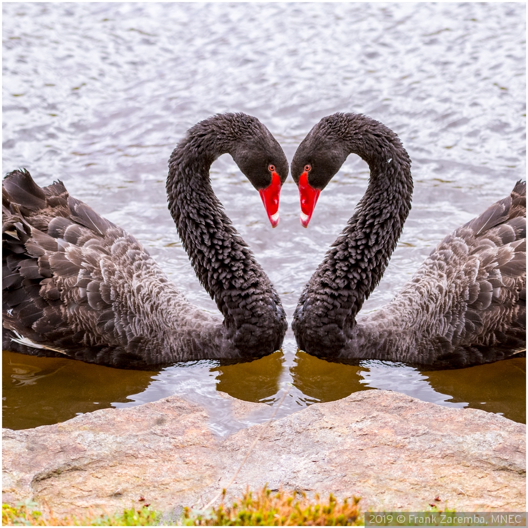 Two Black Swans by Frank Zaremba, MNEC