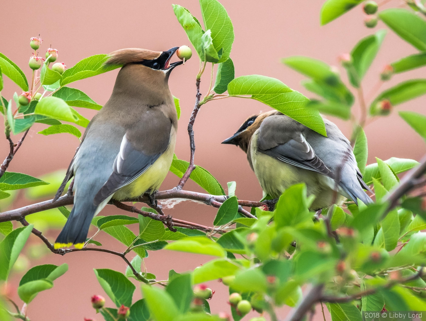 Two Cedar Waxwings with a Berry by Libby Lord