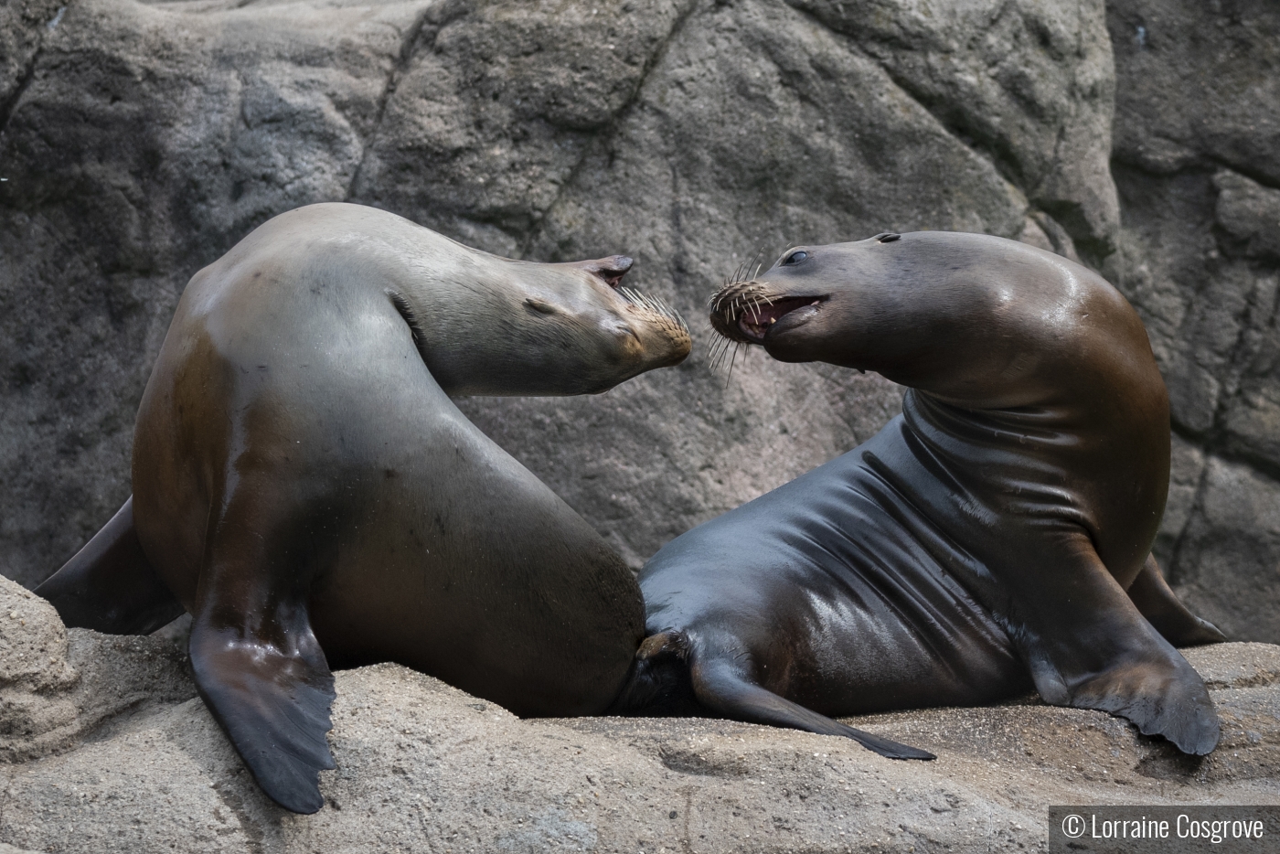 Two Seals Head Over Fins in Love by Lorraine Cosgrove