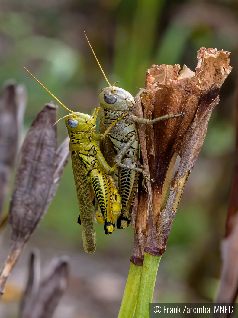 Two Stripped Grasshopper Matting by Frank Zaremba, MNEC