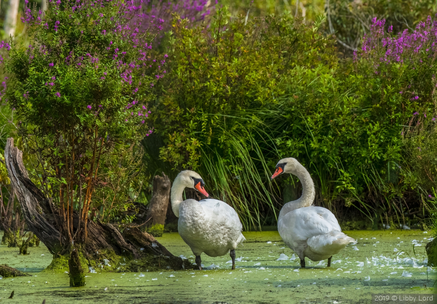 Two Swans Interrupted by Libby Lord
