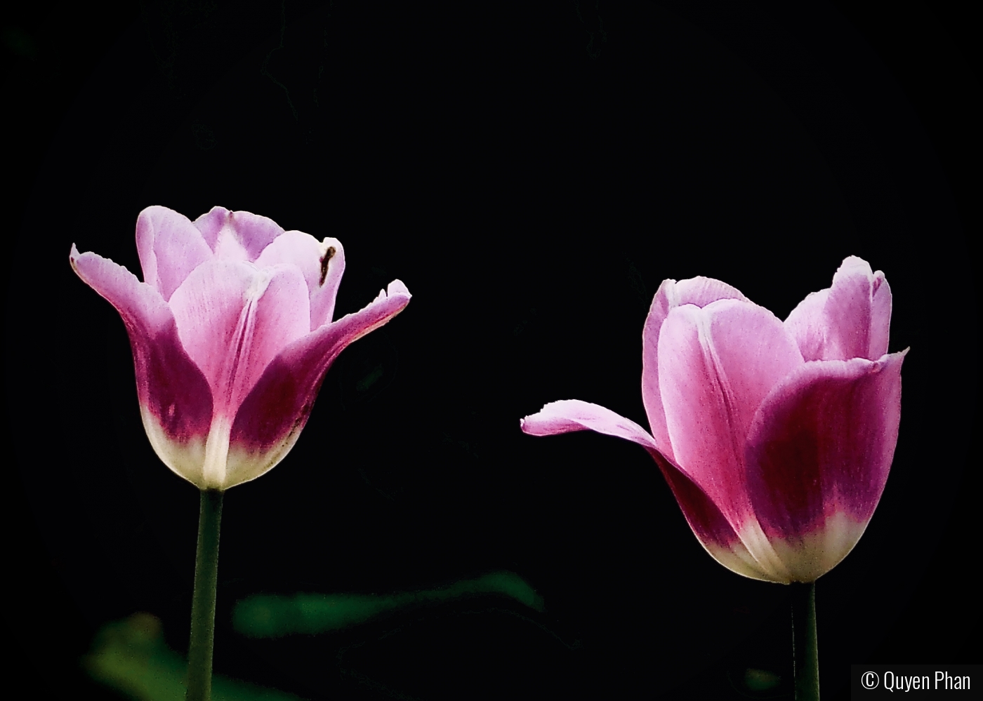 Two Tulips by Quyen Phan