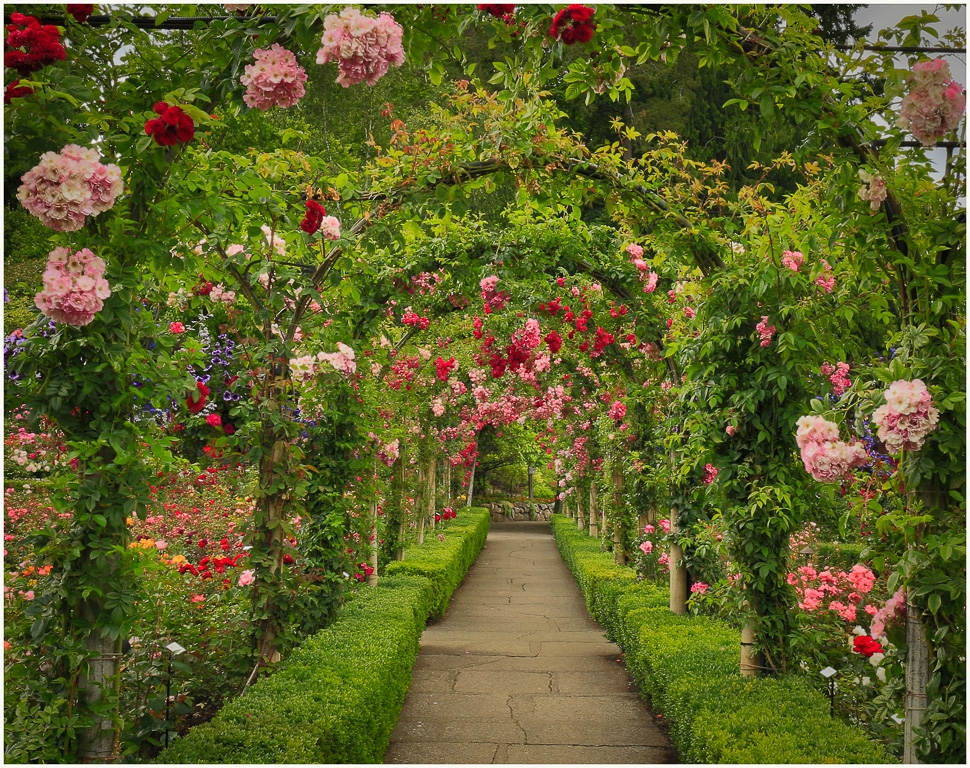 Victoria's Rose Garden by Rene Durbois