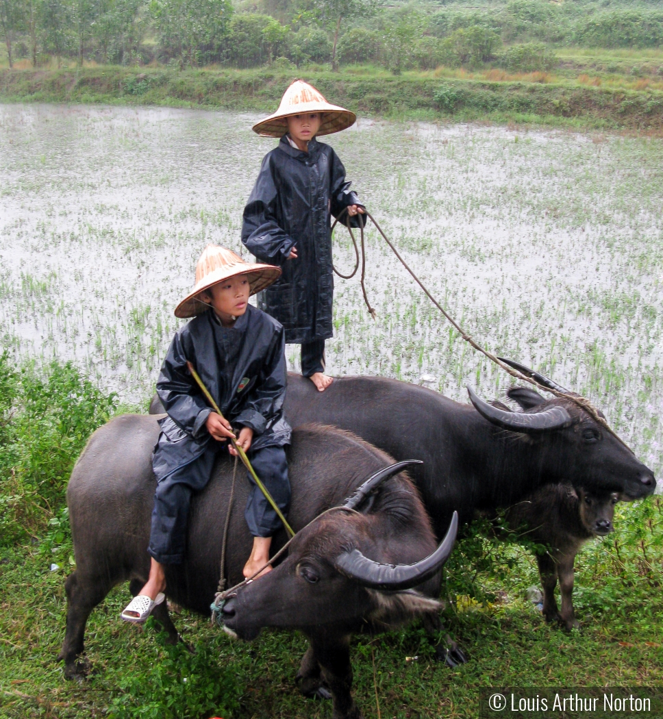 Vietnamese Boys And Water Buffaloes by Louis Arthur Norton