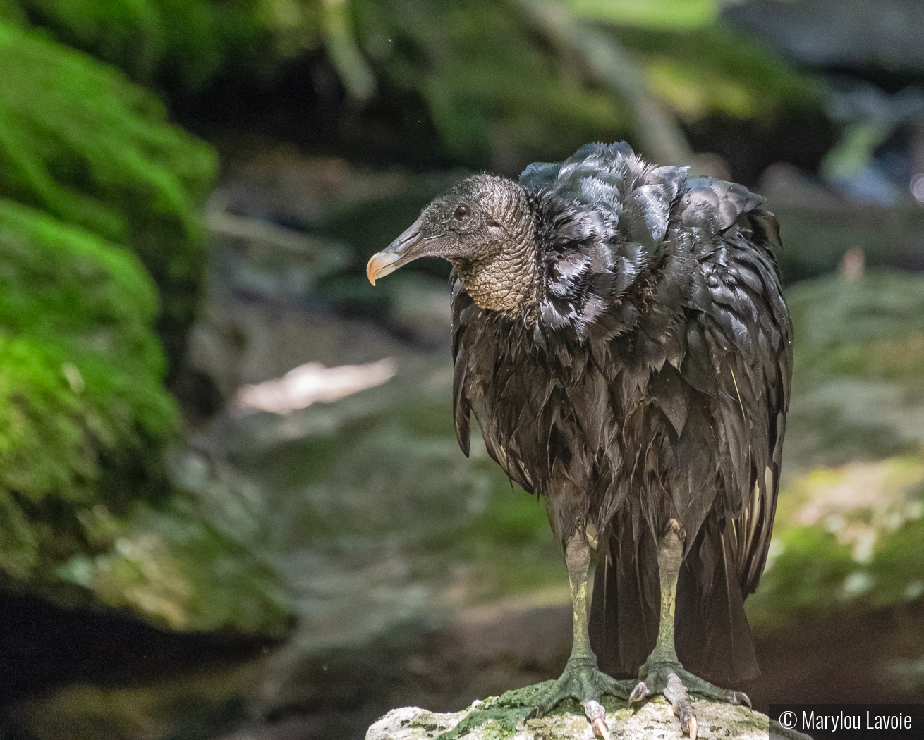Vulture At Roaring Brook by Marylou Lavoie