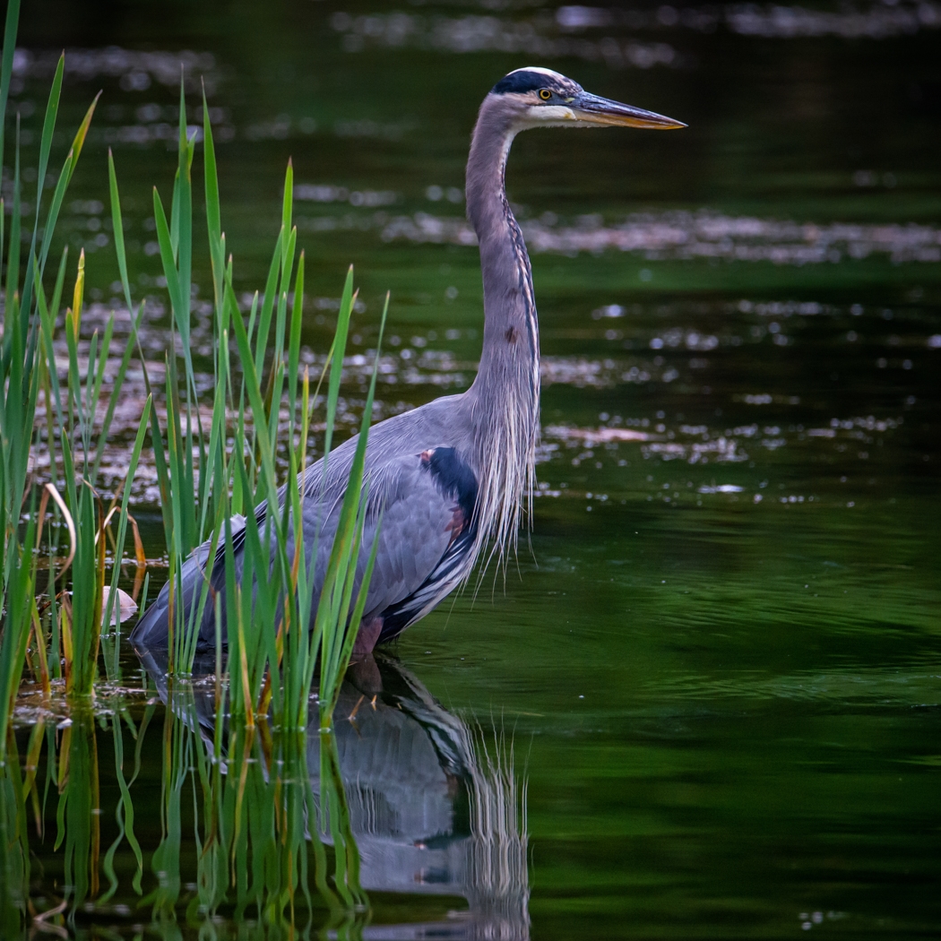Waiting for fish, local blue heron by Bill Payne