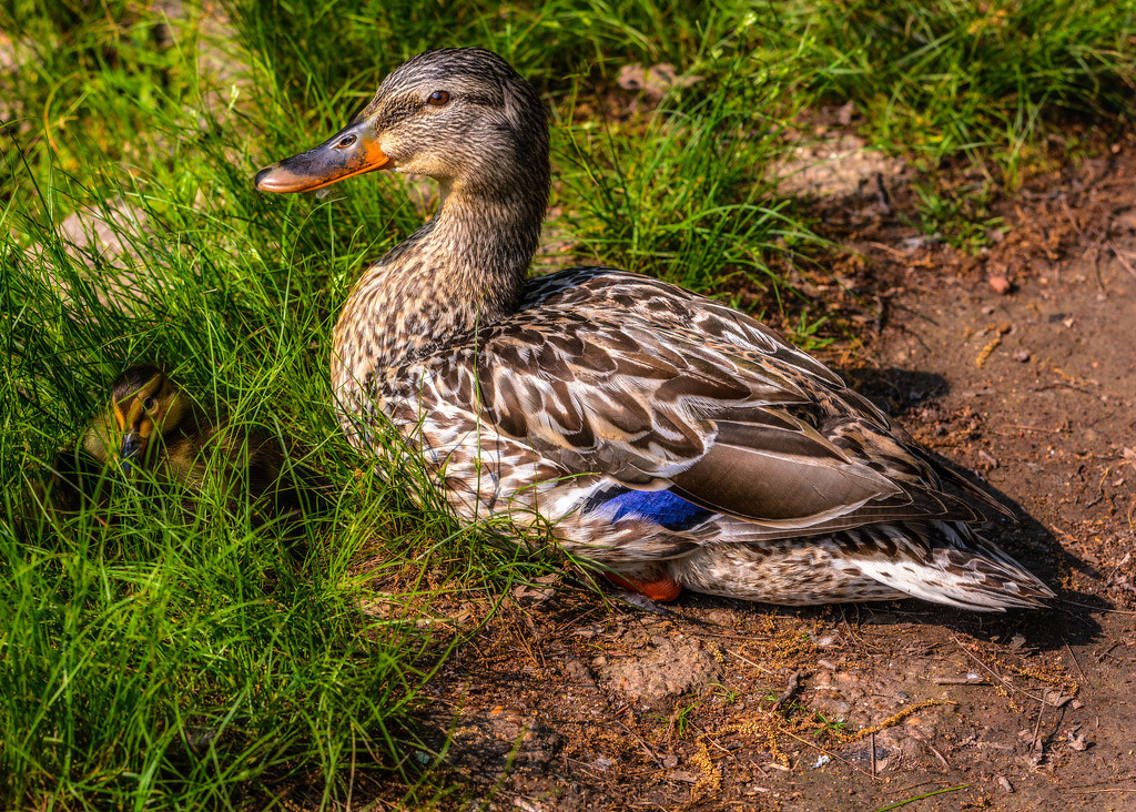 Waiting for her ducklings to get up by Frank Zaremba