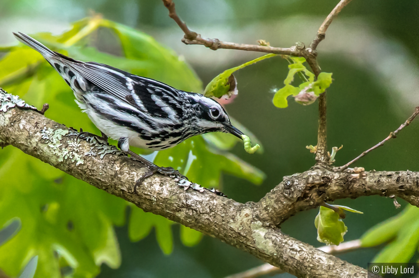 Warbler with a worm by Libby Lord