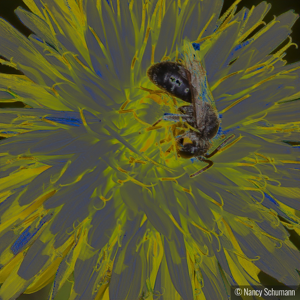 Wasp on Yellow Dahlia by Nancy Schumann