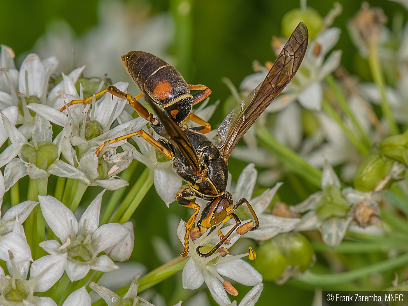 Wasp by Frank Zaremba, MNEC