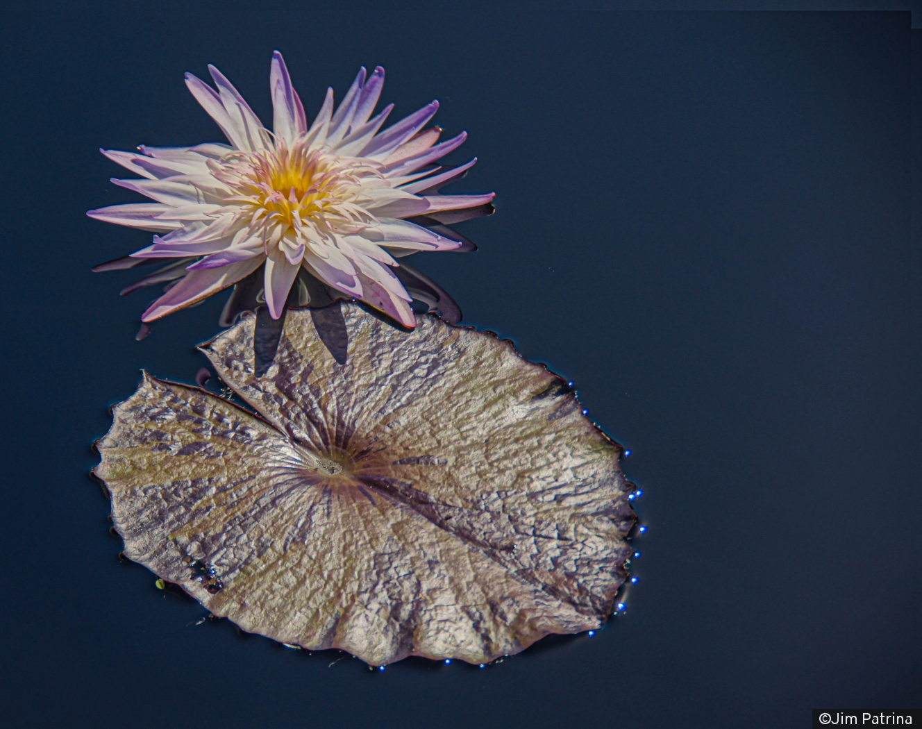 Water Lily by Jim Patrina