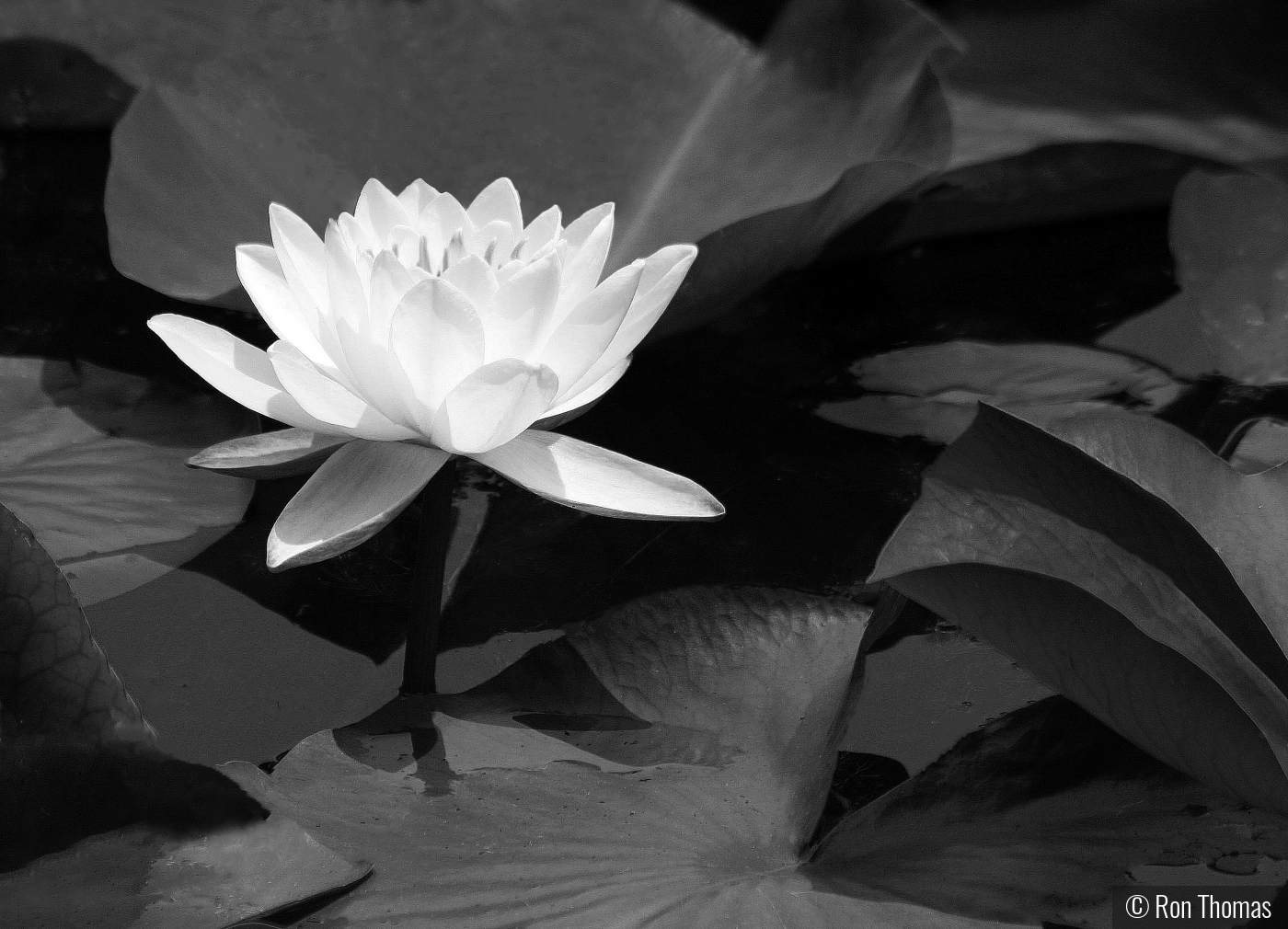 Water lily by Ron Thomas